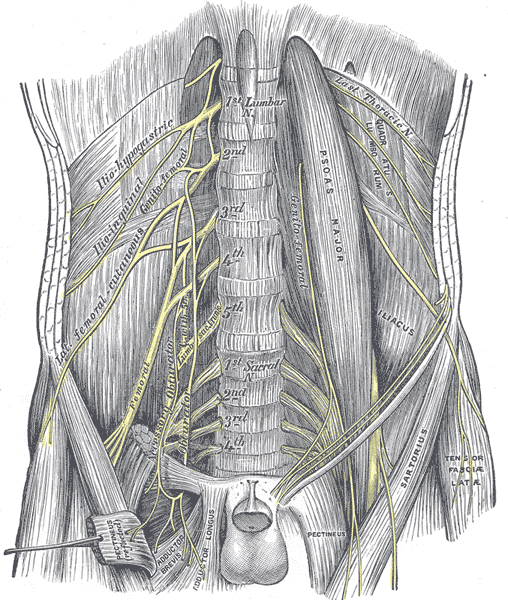 Lumbosacral Plexus Anatomy Orthobullets